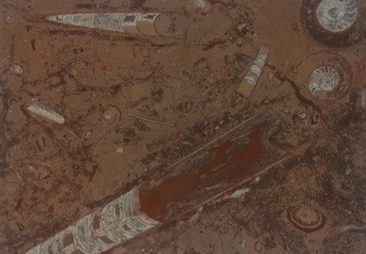 Fossile Marrone