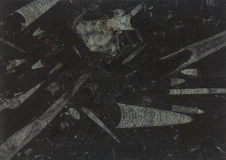 Fossile Nero